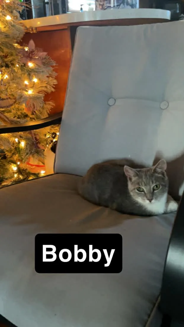 Bobby thumbnail 3