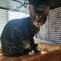 A young small-sized male Brown / Chocolate Domestic Short Hair cat named Leo for adoption in Greenville, NC