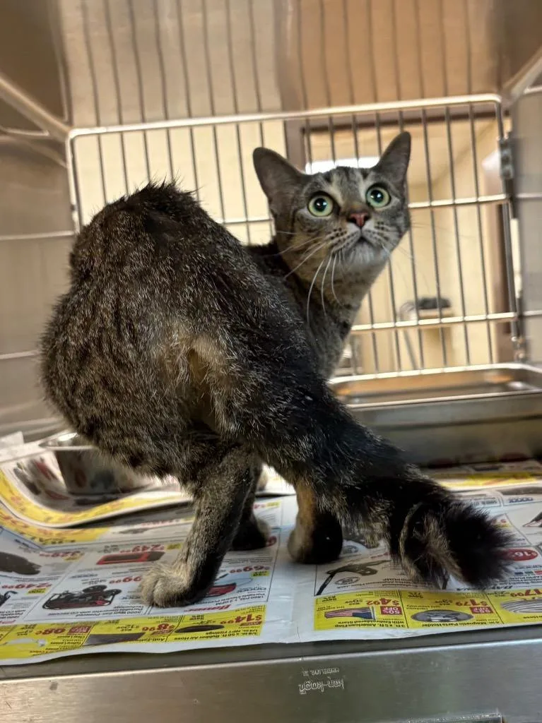 A young large-sized female Tabby cat named Linda for adoption in Nacogdoches, TX