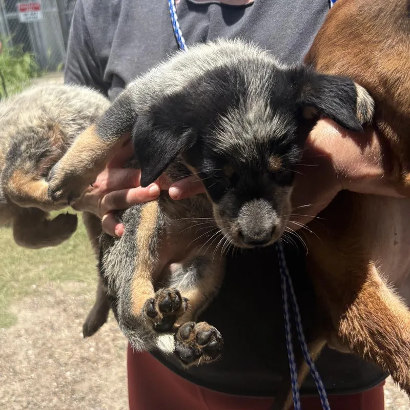 A baby medium-sized male Black Mixed Breed dog named Kobe for adoption in Austin, TX