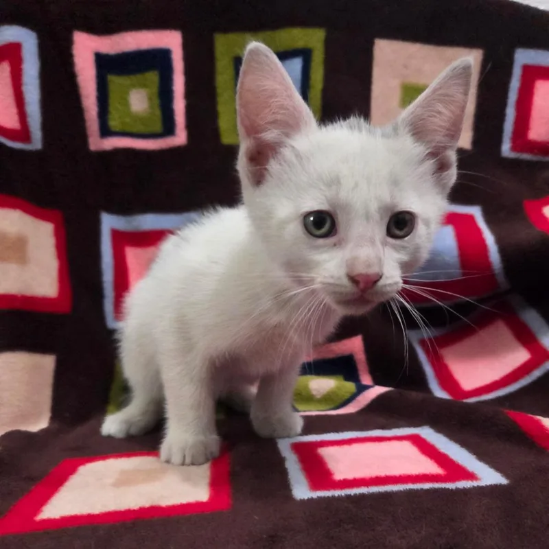 A baby small-sized male White Domestic Short Hair cat named Hawkeye for adoption in Brea, CA
