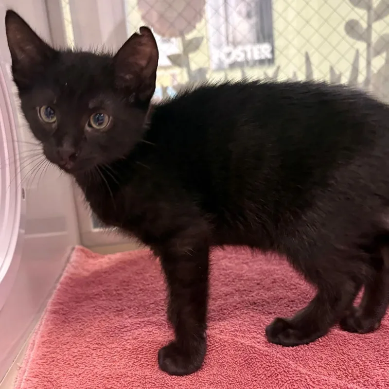 A baby small-sized male Black Domestic Short Hair cat named Noodle for adoption in East Hanover, NJ