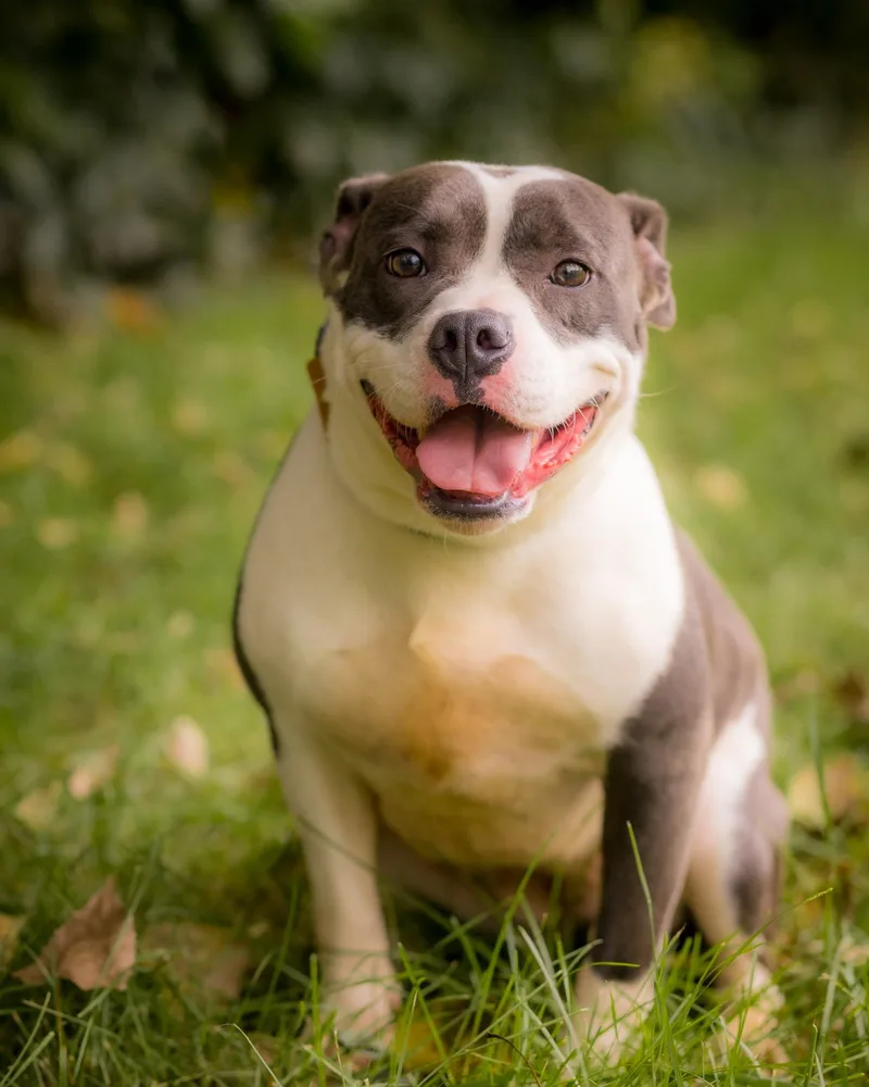 A young medium-sized female Staffordshire Bull Terrier dog named Acadia for adoption in Bridgeport, CT