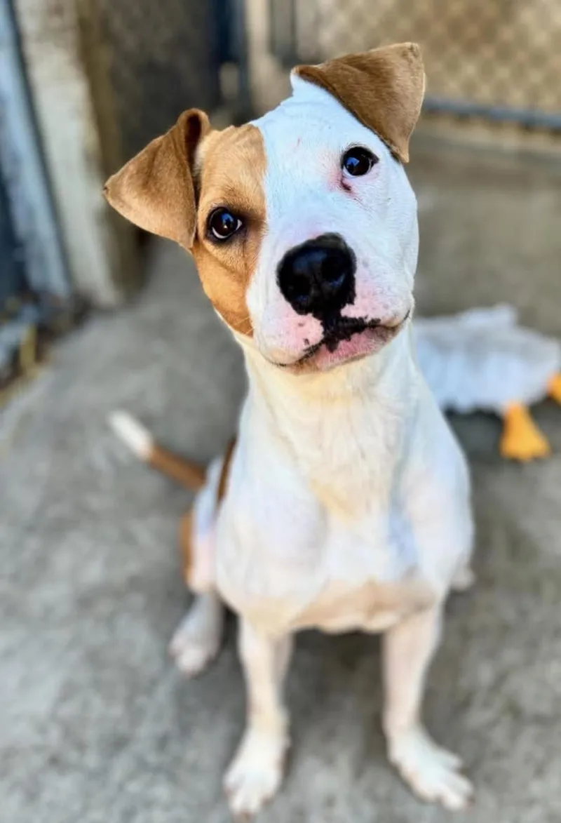 An adult medium-sized female Brown / Chocolate Pit Bull Terrier dog named Tik Tok for adoption in Chicago, IL