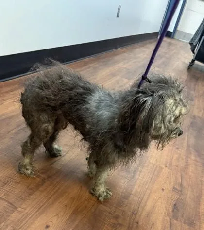 An adult small-sized male Mixed Breed dog named Dust Bunny for adoption in Savannah, GA