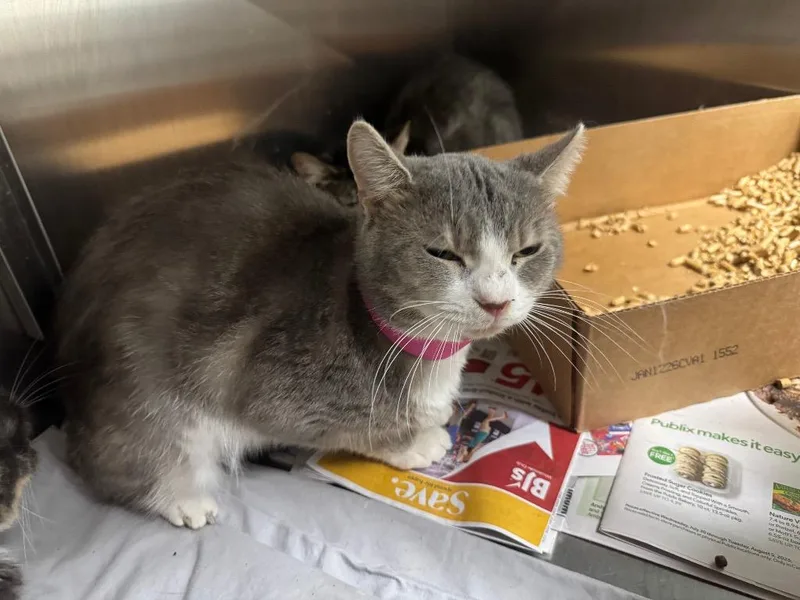 An adult small-sized male Domestic Short Hair cat named Tristan for adoption in Chickamauga , GA