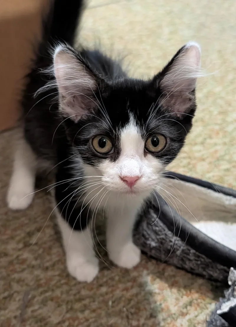 A young small-sized female Domestic Short Hair cat named Tippy for adoption in Lockport, IL