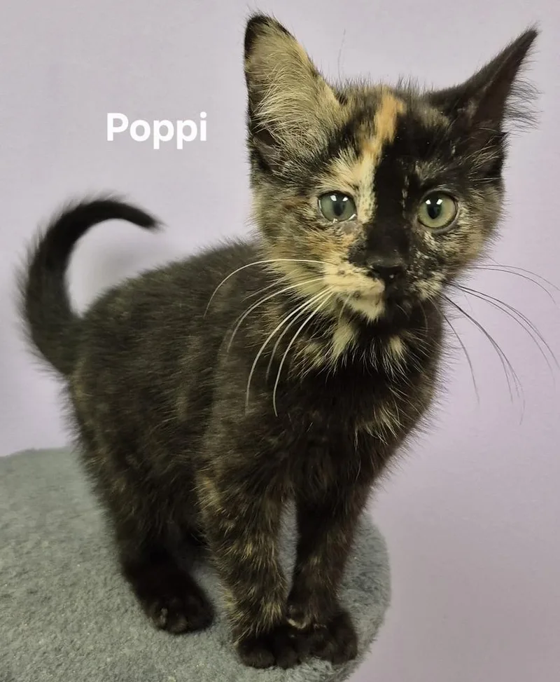 A baby medium-sized female Domestic Short Hair cat named Poppi for adoption in Kendallville, IN