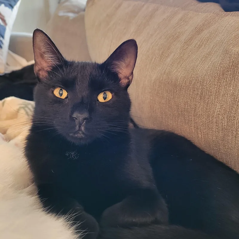 A young medium-sized male Black Domestic Short Hair cat named Nospurratu for adoption in Indianapolis, IN