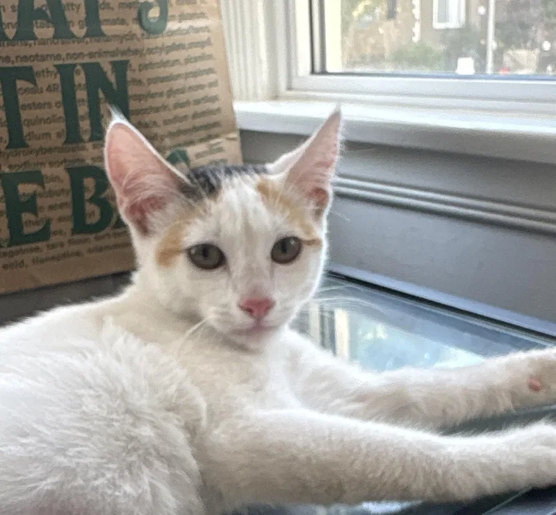 A baby small-sized female Domestic Short Hair cat named Cherry Sue for adoption in Long Beach, CA