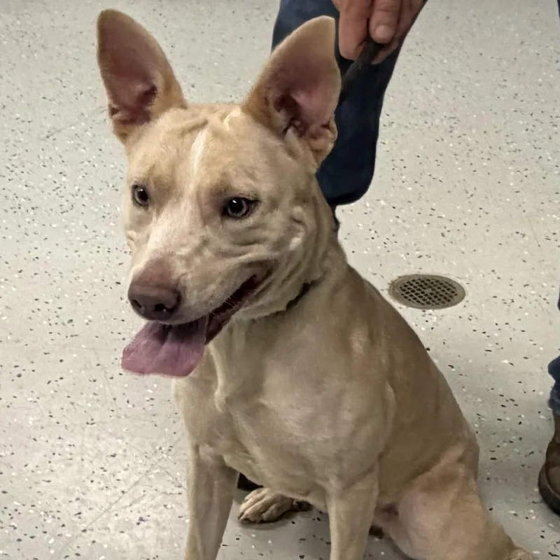 A young medium-sized female Yellow / Tan / Blond / Fawn Terrier dog named Birdo aka D for adoption in Marion, VA