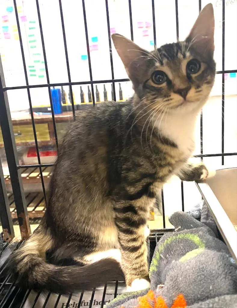 A baby large-sized female Domestic Long Hair cat named Rumple Teaser for adoption in Lockhart, TX