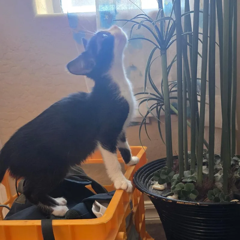 A young small-sized female Black Domestic Short Hair cat named Ndilly for adoption in Arizona City, AZ