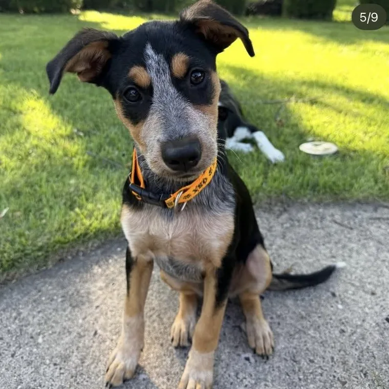 A baby medium-sized female Australian Cattle Dog / Blue Heeler dog named Navi for adoption in Philadelphia, PA