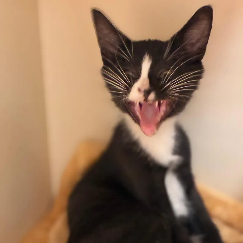 A baby small-sized male Black Domestic Short Hair cat named Pacman for adoption in South Elgin, IL