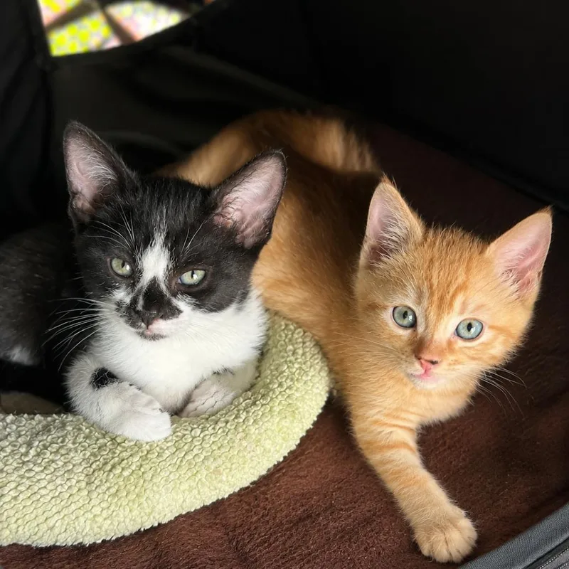 A baby small-sized female Black Domestic Short Hair cat named Belle for adoption in Tustin, CA