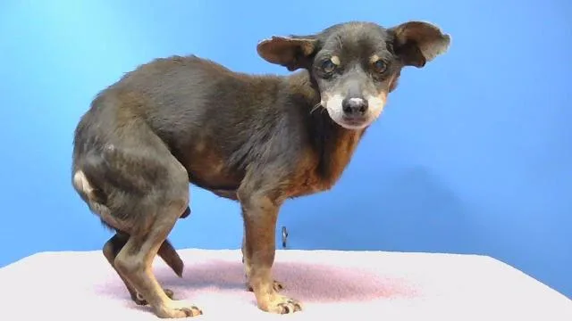 A senior small-sized male Chihuahua dog named Woody for adoption in Gardena, CA