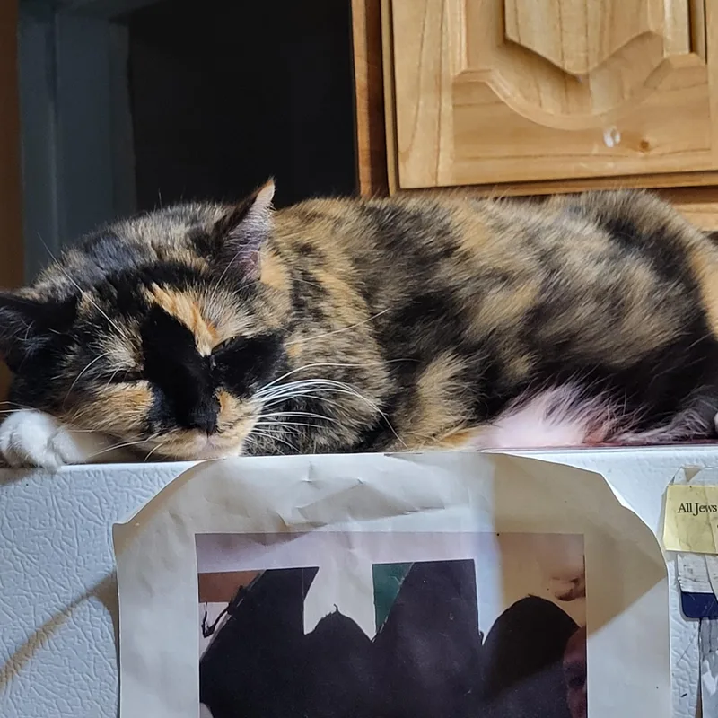 An adult medium-sized female Tortoiseshell Domestic Short Hair cat named Mila Amber for adoption in New York, NY