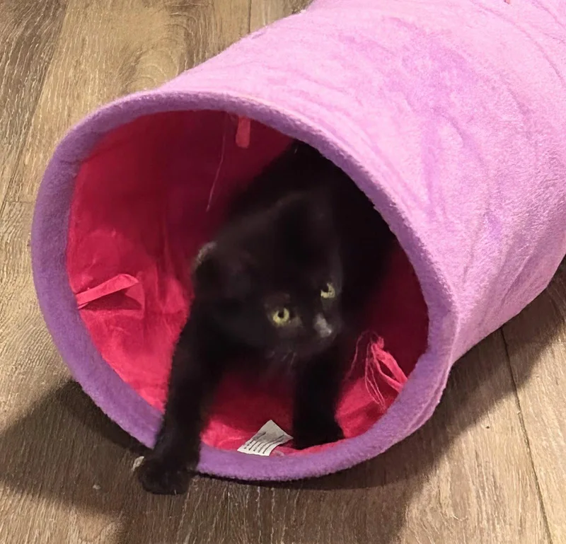 A baby medium-sized female Black Domestic Short Hair cat named Cayenne .. for adoption in Apopka, FL