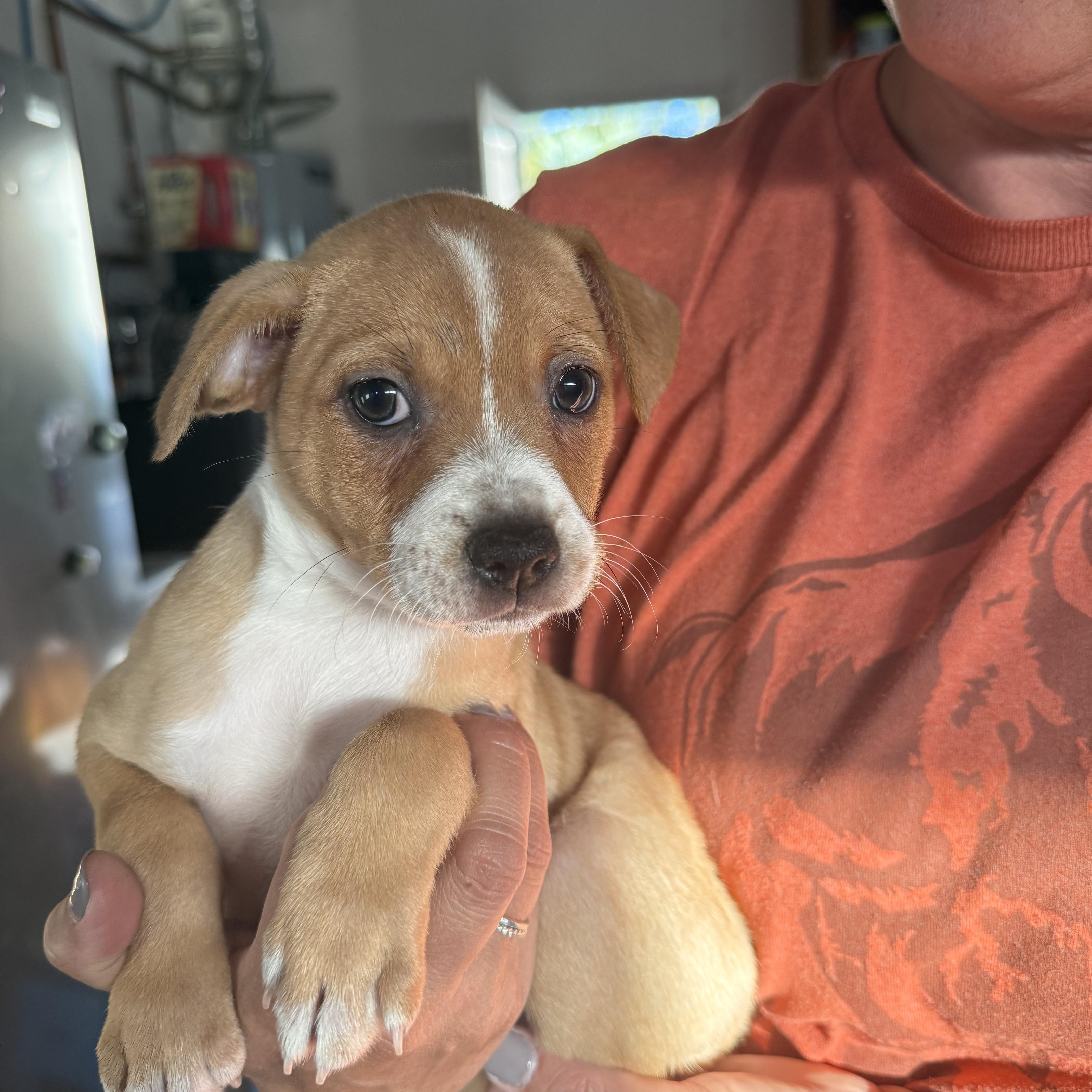 A baby medium-sized female Yellow / Tan / Blond / Fawn Pit Bull Terrier dog named Tina for adoption in Brentwood, CA