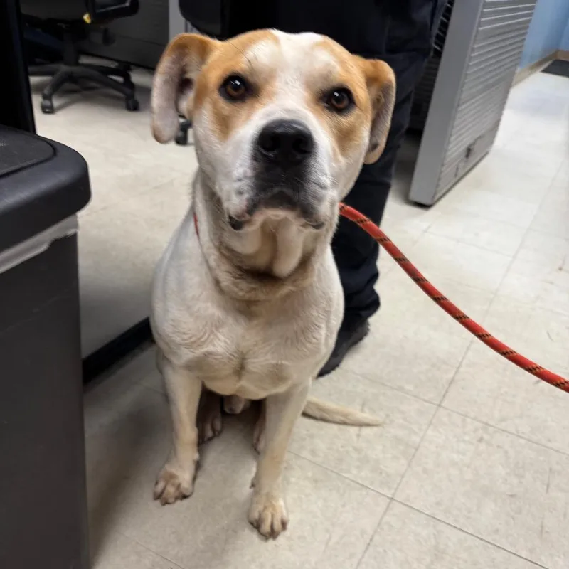 An adult medium-sized male White / Cream Pit Bull Terrier dog named Alfred for adoption in St Joseph, MO