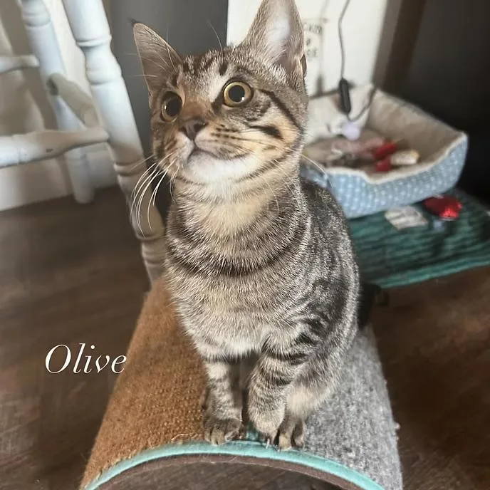 An adult medium-sized female Tabby (Gray / Blue / Silver) Domestic Short Hair cat named Olive for adoption in Merced, CA