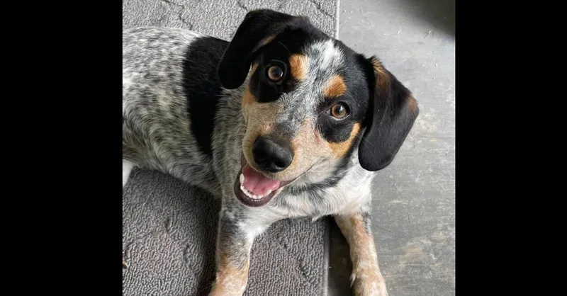 Stella ~ thumbnail 3