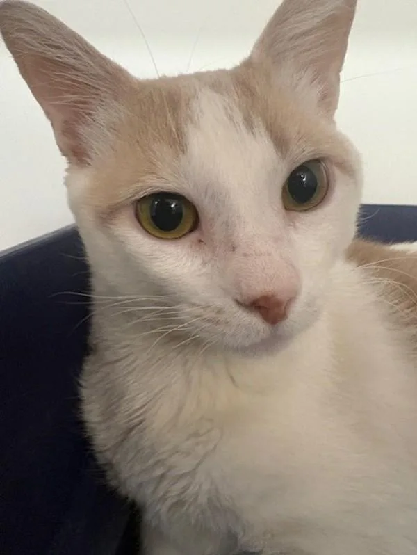 Coco Loco thumbnail 2