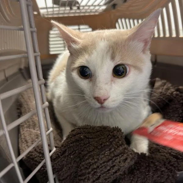 Coco Loco thumbnail 3