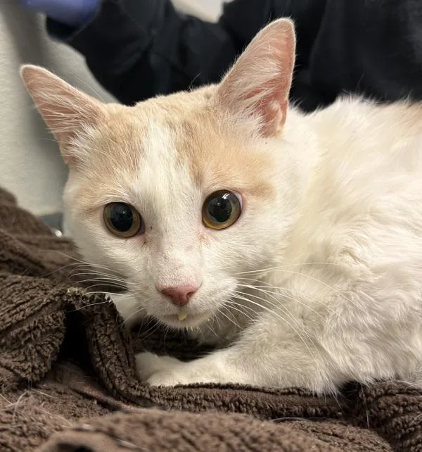 Coco Loco thumbnail 4