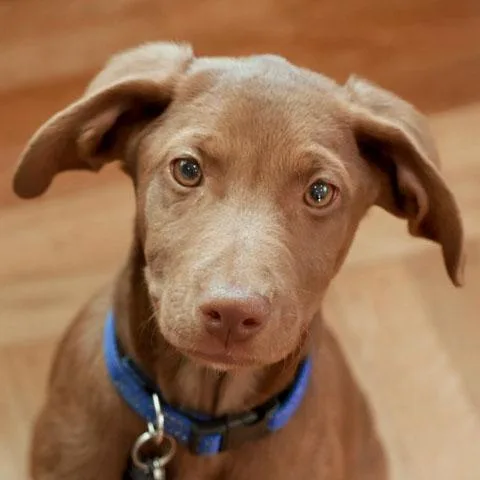 A baby large-sized female Labrador Retriever dog named Apollo for adoption in Concord, CA