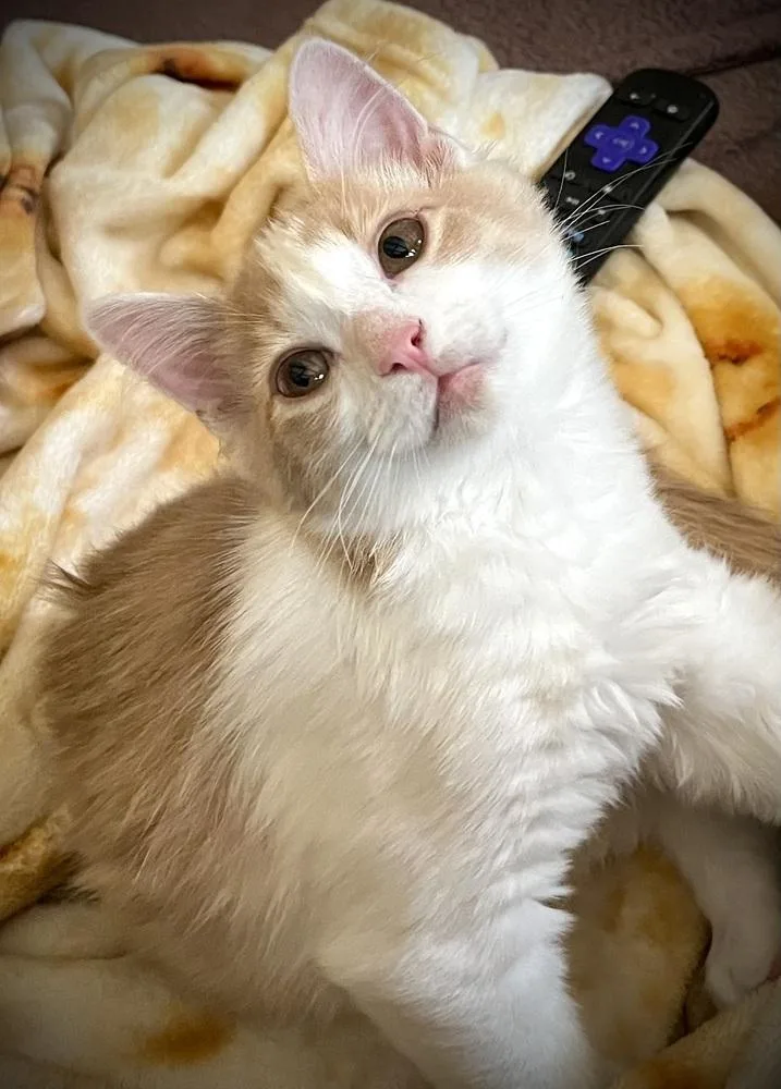 A baby small-sized male Domestic Medium Hair cat named Marty McFly for adoption in Dallas, TX