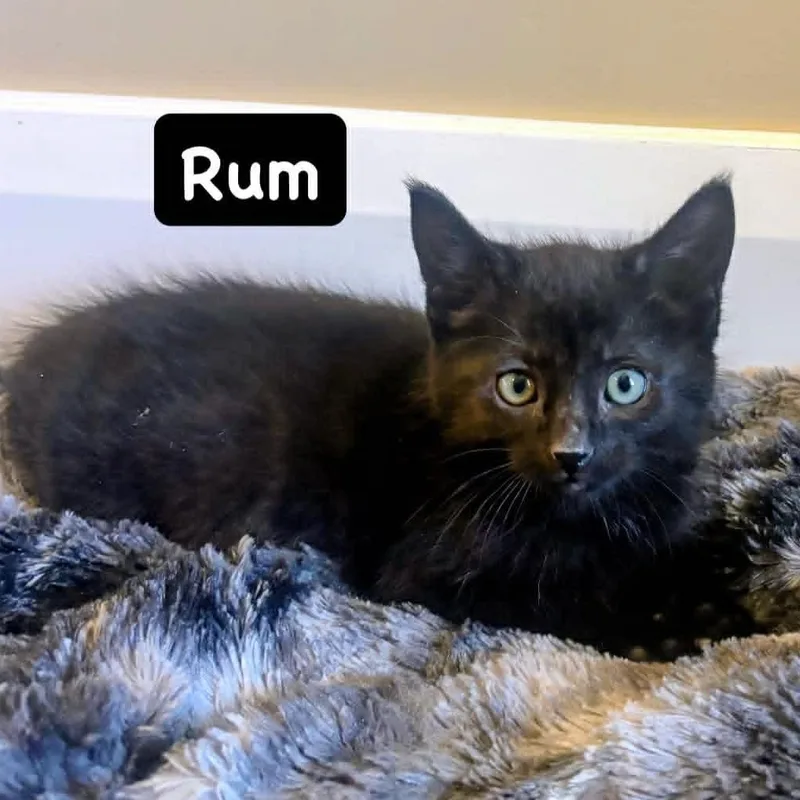 Rum