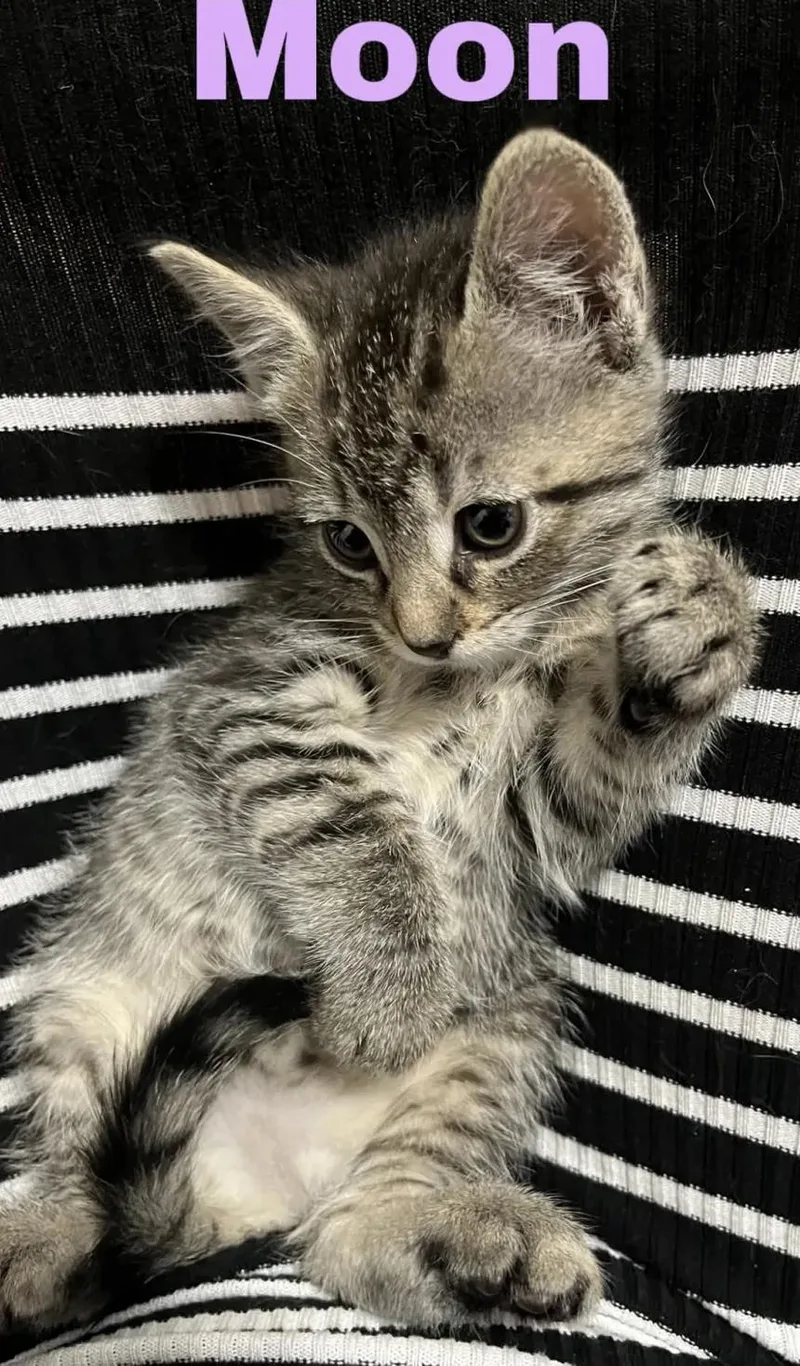 A baby small-sized male Tabby (Buff / Tan / Fawn) Domestic Medium Hair cat named The Celestial Litter for adoption in Weehawken, NJ