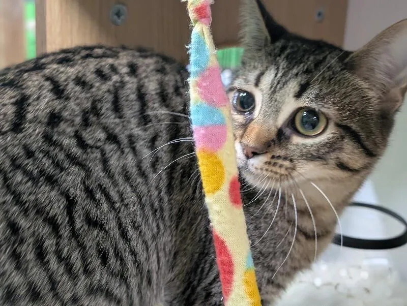 A young medium-sized female Tabby (Brown / Chocolate) Domestic Short Hair cat named Jyn for adoption in Adrian, MI