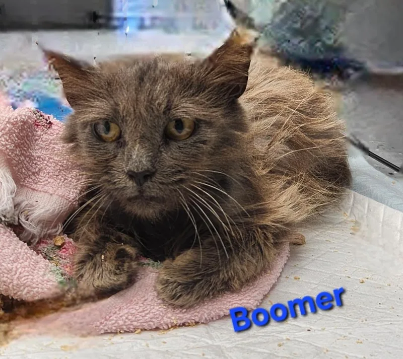 A baby medium-sized male Domestic Long Hair cat named Boomer for adoption in Cambridge, MD