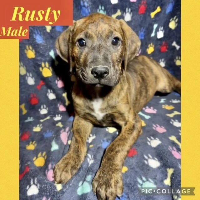 A baby medium-sized male Hound dog named Rusty for adoption in Manchester, CT