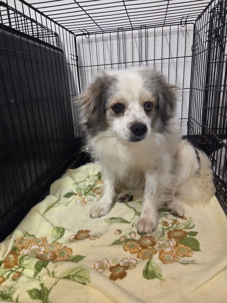 An adult small-sized male Tricolor (Brown, Black, & White) Terrier dog named Curtis for adoption in Evansville, IN