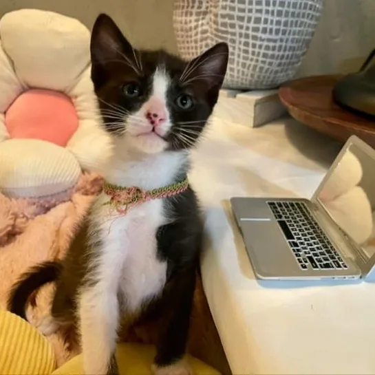 A baby medium-sized male Black & White / Tuxedo Domestic Short Hair cat named Cherry Pie for adoption in Denver, CO