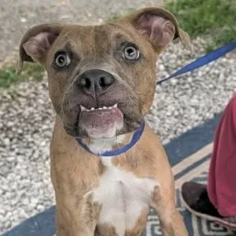 A young medium-sized female Brindle Boxer dog named Gypsy for adoption in Melbourne, KY