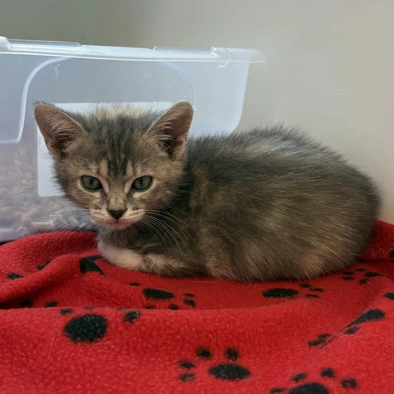 A baby small-sized female Tortoiseshell Domestic Short Hair cat named Ophelia for adoption in Beaumont, TX