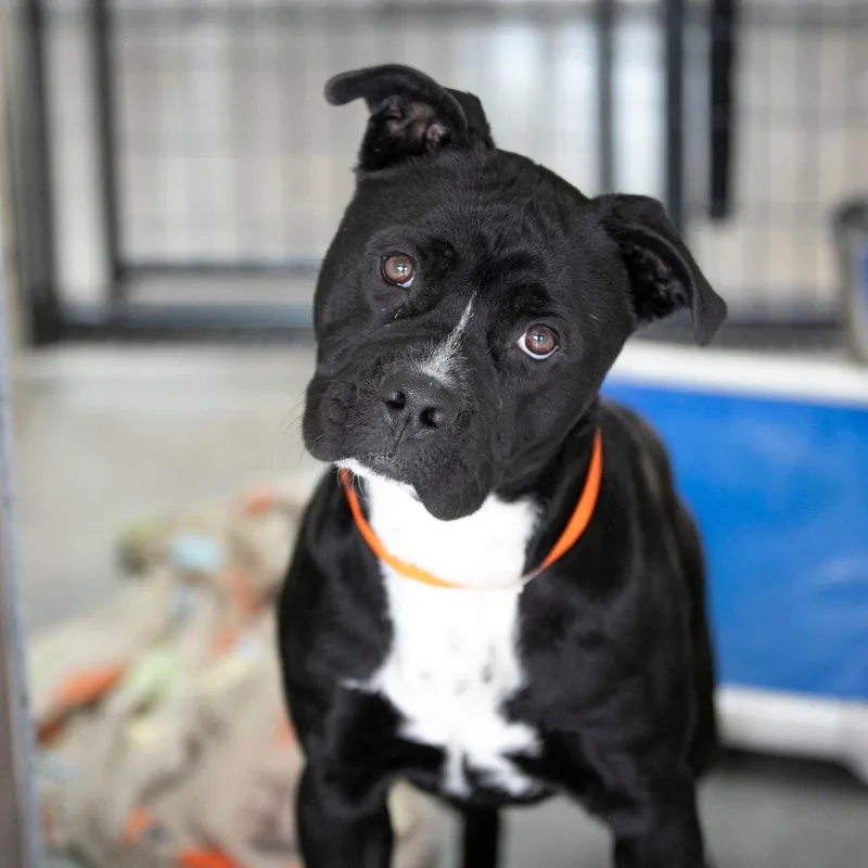 Havoc