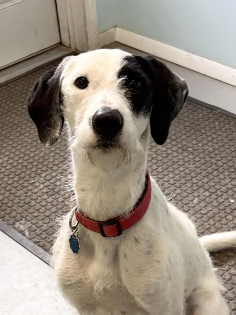 A baby medium-sized female German Wirehaired Pointer dog named Abbie for adoption in Big Rapids, MI