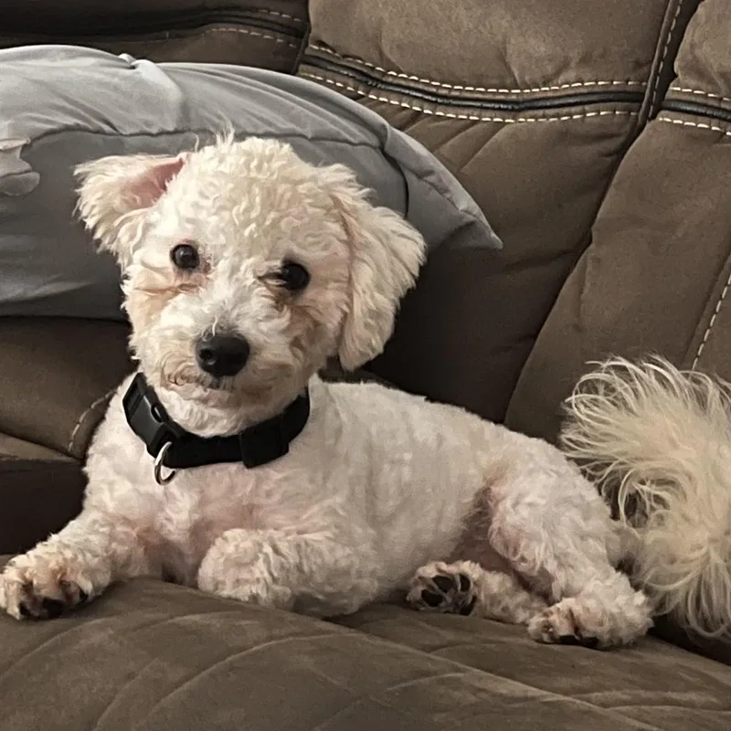 A young small-sized male Maltese dog named Phillip for adoption in Orlando, FL