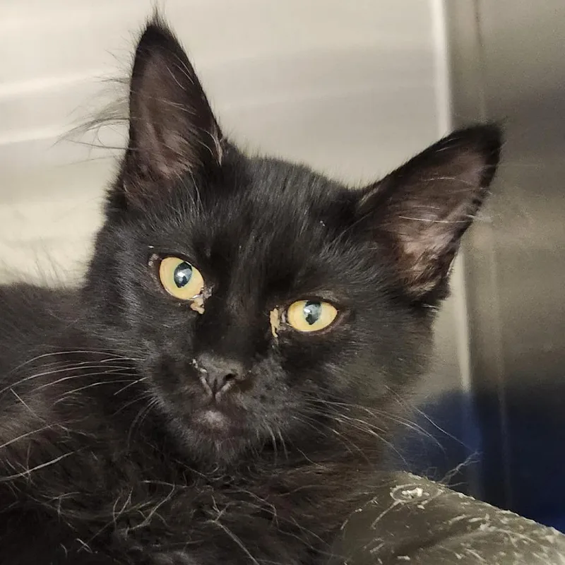 A baby small-sized female Black Domestic Medium Hair cat named Myth for adoption in Columbia Station, OH