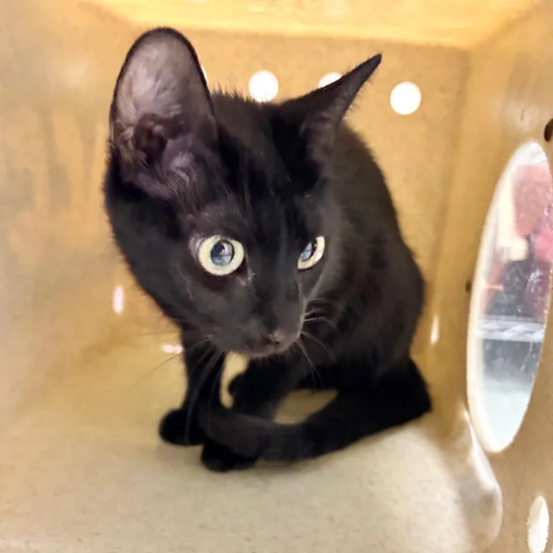 An adult medium-sized female Black Domestic Short Hair cat named Black Beauty for adoption in Philadelphia, PA