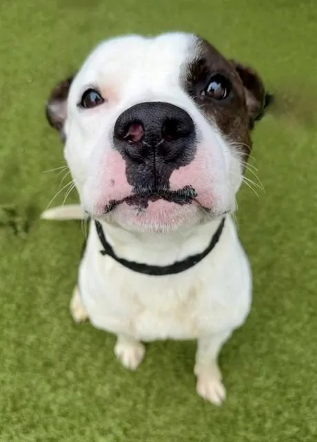 A young medium-sized male Labrador Retriever dog named Maximus for adoption in Olivette, MO