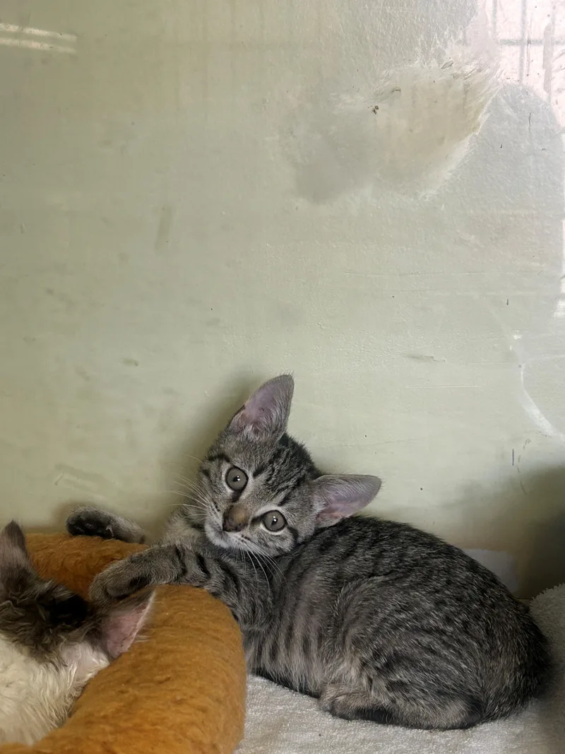 A baby small-sized male Tabby (Brown / Chocolate) Domestic Short Hair cat named Freddy for adoption in Margate, FL