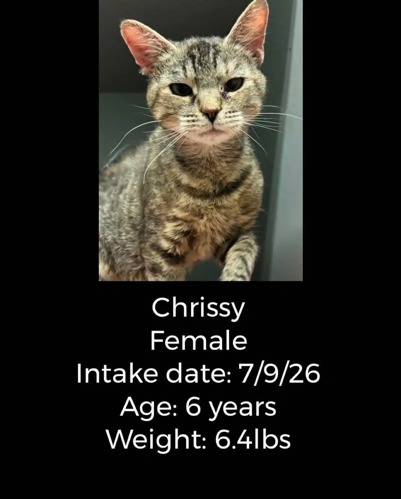 An adult small-sized female Domestic Short Hair cat named Chrissy for adoption in Staffordsville, KY