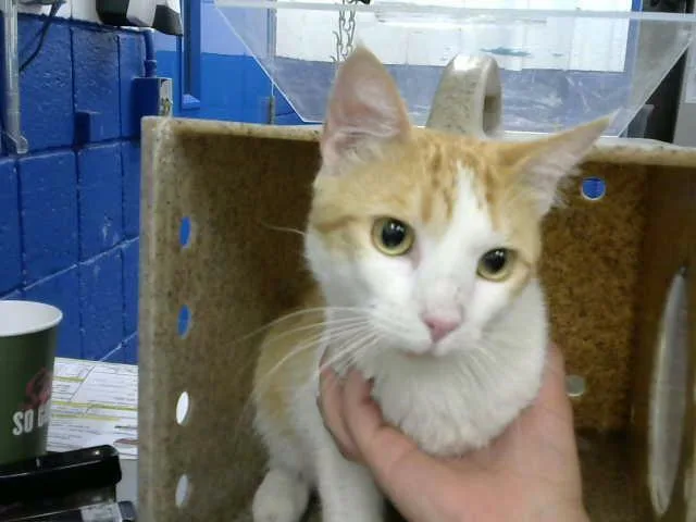 A young medium-sized male Domestic Short Hair cat named Jerry for adoption in Albuquerque, NM